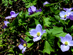 ˂