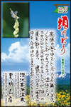 Vol.13