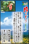 Vol.17