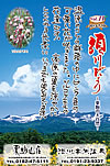 Vol.11