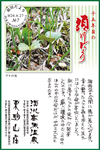 Vol.7