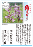 Vol.17