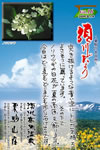 Vol.16