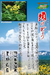 Vol.19