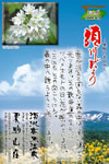 Vol.7