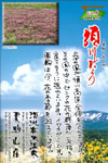 Vol.8